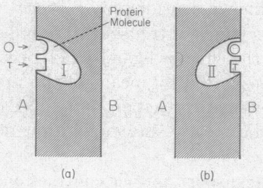 graphic file with name pnas00111-0281-a.jpg