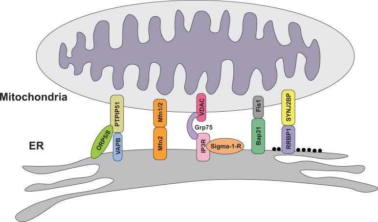 Fig. 2