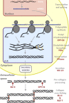 Fig. 1B