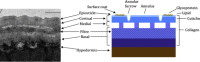 Fig. 1A