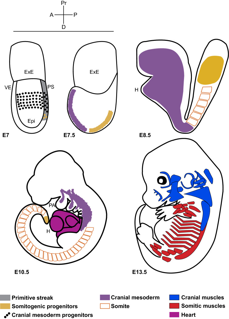 Fig. 1