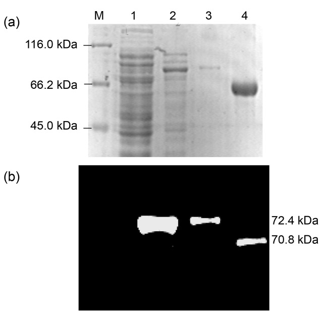 Fig. 4