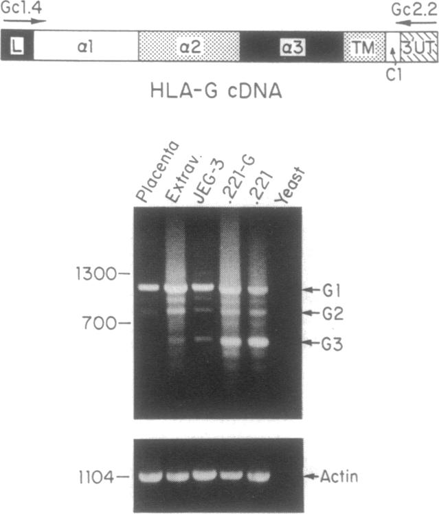 graphic file with name pnas01083-0288-a.jpg