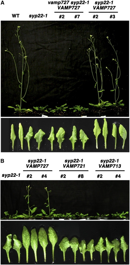 Figure 3.