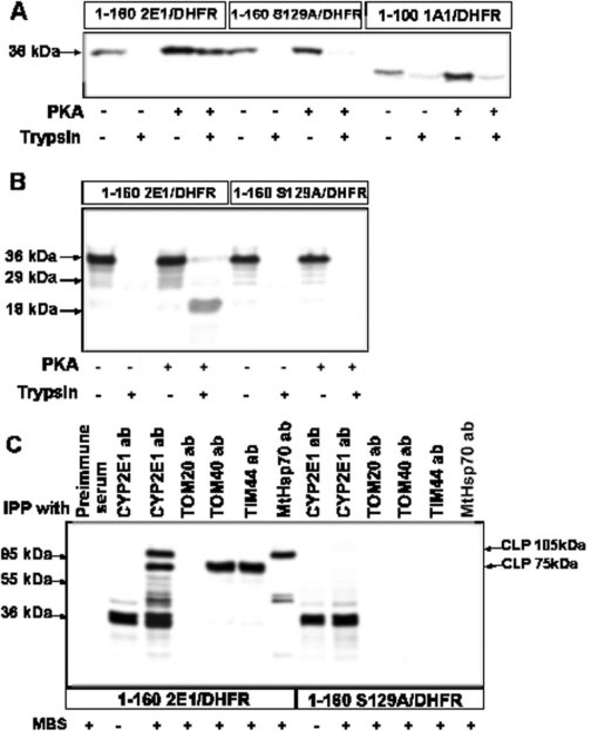 Fig. 5