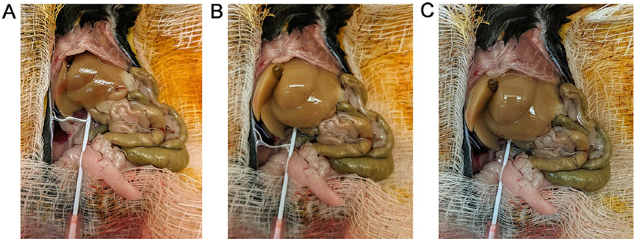 Fig. 3