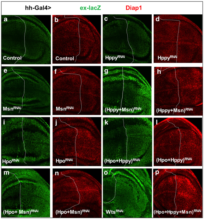 Figure 4