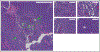 Figure 7: