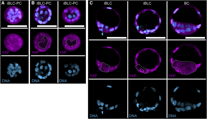 Figure 3