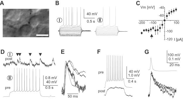 Fig 3.