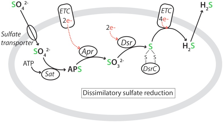 FIGURE 4