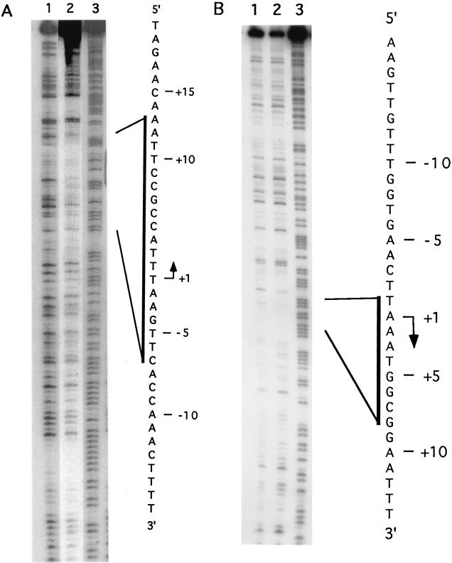 FIG. 5