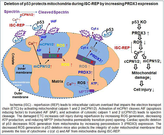 graphic file with name nihms-1615596-f0001.jpg