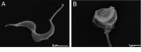 Fig 5