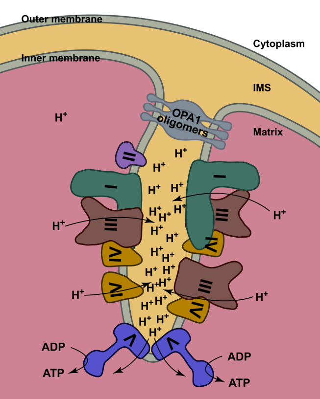 Fig. 2