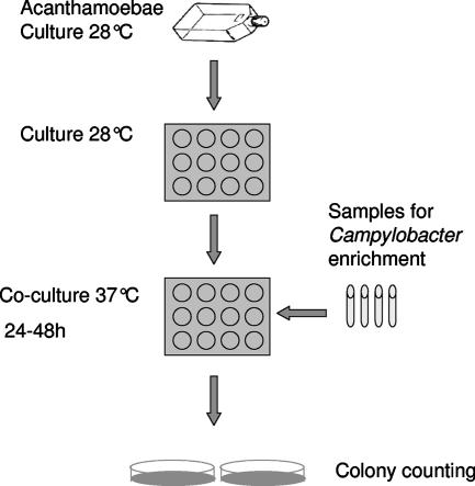 FIG. 1.