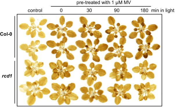 Figure 1—figure supplement 3.