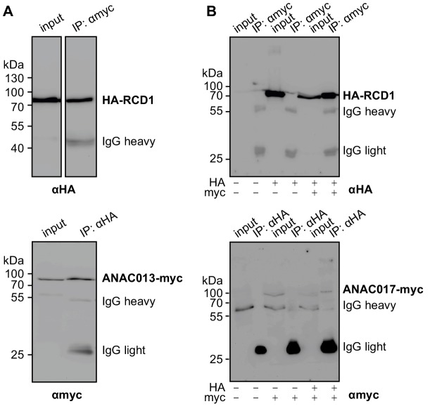 Figure 7—figure supplement 1.