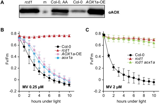 Figure 4—figure supplement 4.