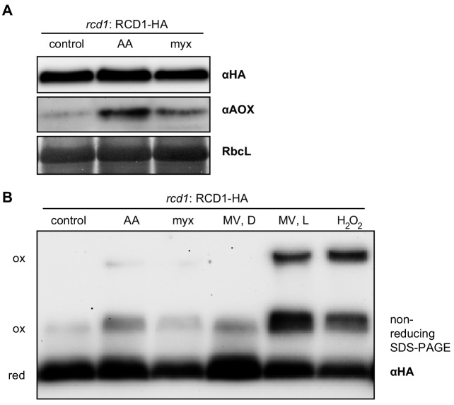 Figure 4—figure supplement 2.