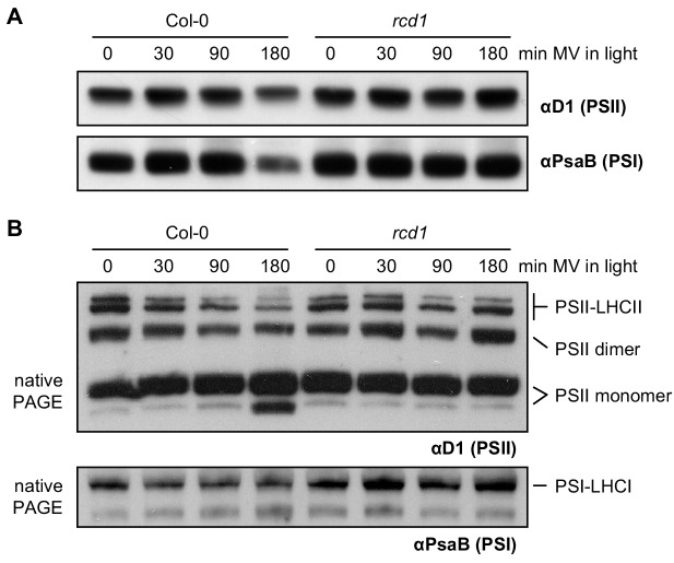 Figure 1—figure supplement 4.