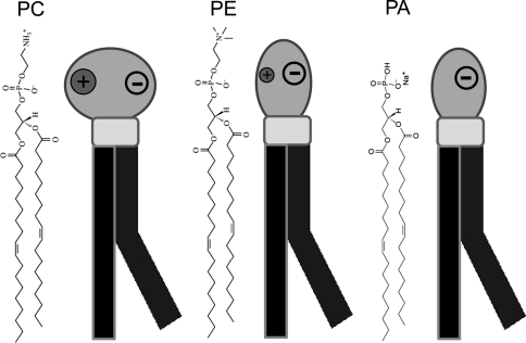 Fig. 1