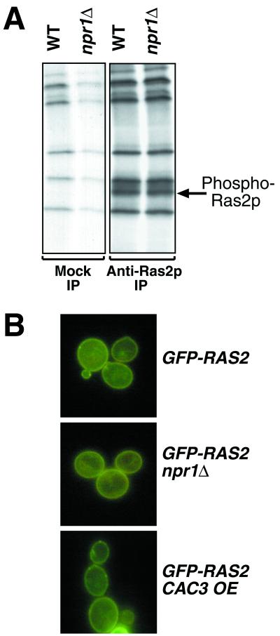 FIG. 6