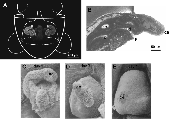 FIG. 1.