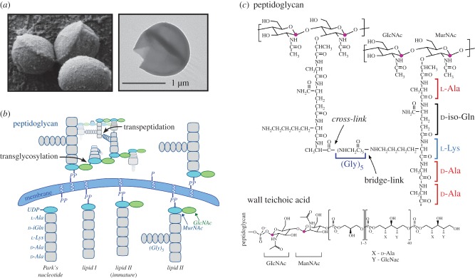 Figure 1.