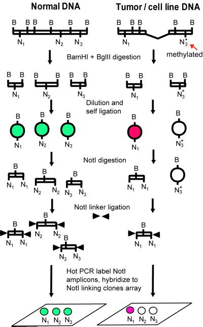 Fig 3.