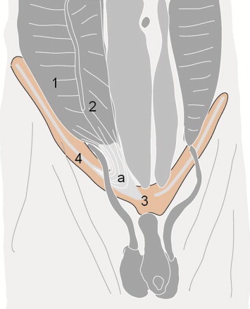 Fig. 12