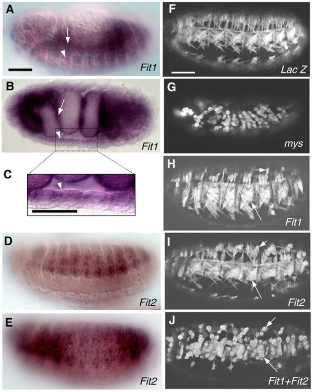 Fig. 5.