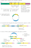 Figure 5—figure supplement 1.