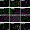 Figure 4—figure supplement 1.