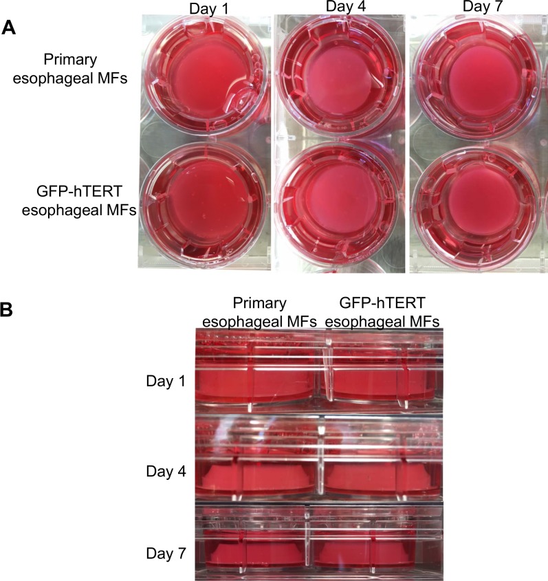 Fig 6