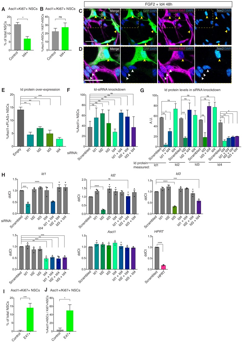 Figure 4—figure supplement 1.