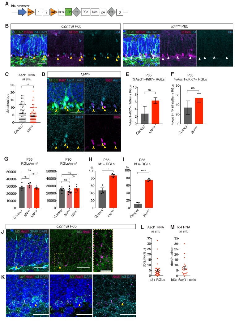 Figure 6—figure supplement 1.