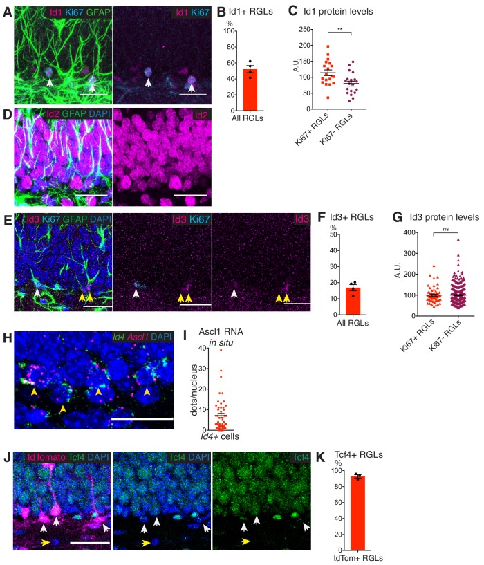 Figure 3—figure supplement 2.