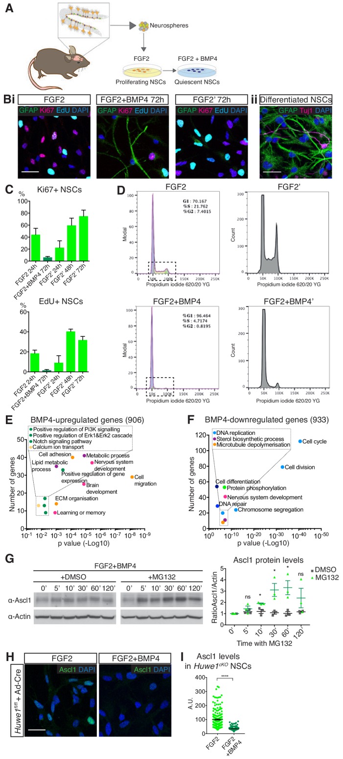 Figure 2—figure supplement 1.