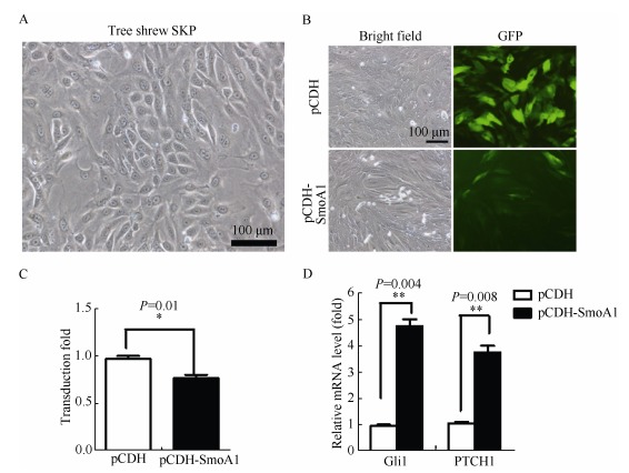 A: Representative image of tree shrew SKPs; B: SmoA1 lentivirus infected SKPs with high efficiency. pCDH empty vector was used as the control; C: Relative virus titer determination in SKPs by fluorescence microscopy between pCDH vector and pCDH-SmoA1 lentivirus groups; D: Relative mRNA expressions of <italic>Gli1</italic> and <italic>Ptch1</italic> were determined by real-time PCR, cells were SKPs infected with indicated lentiviruses. Data are presented as mean±<italic>SE</italic> (<sup>*</sup>: <italic>P</italic> < 0.5; <sup>**</sup>: <italic>P</italic> < 0.1).