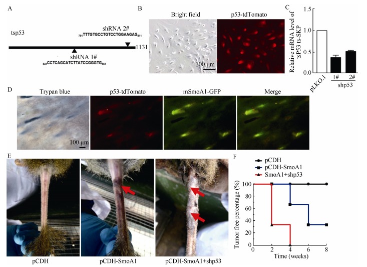 A: Diagram of two shRNAs targeting tree shrew <italic>p53</italic>; B: Lentivirus expressing shRNAs co-expressing tdTomato infected SKPs <italic>in vitro</italic> efficiently; C: shp53 knockdown efficiency was verified by real-time PCR, cells were SKPs infected with indicated viruses; D: The tree shrew tail skins formed BCC tumors efficiently. Trypan blue, tdTomato, and GFP indicate the locations of the injected viruses; E: Representative images of BCC originated from the tails of tree shrews with indicated treatment (empty vector, SmoA1 or/in combination with shp53, respectively); F: Percentage curve of tumor-free tree shrews shows that the combination of lentiviral SmoA1 and shp53 (median time: two weeks) accelerated BCC formation in tails compared with SmoA1 alone (median time: six weeks). <italic>n</italic>=6, separately.