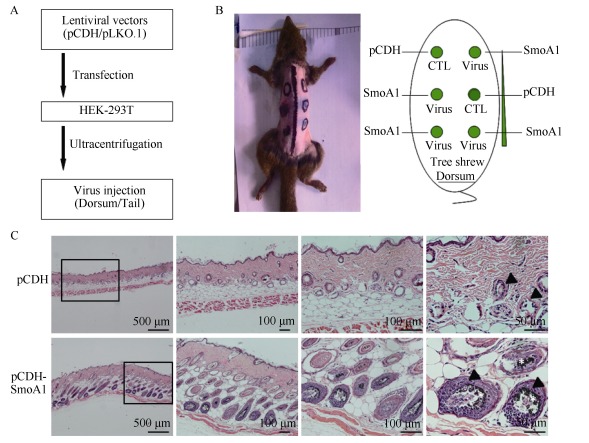 A: Flow chart for lentivirus preparation; B: Viral injection design in dorsal areas of tree shrew skin; C: Representative images under different magnifications (4×, 10×, 20×, 40×) with HE staining. Results showed BCC-like hyperplasia of skin cells with hair follicle (HF) disruption (arrow head), pigmentation (asterisk), and nuclear explosion expansion after viral injection two weeks later. The pCDH-vector served as the control viral injection.