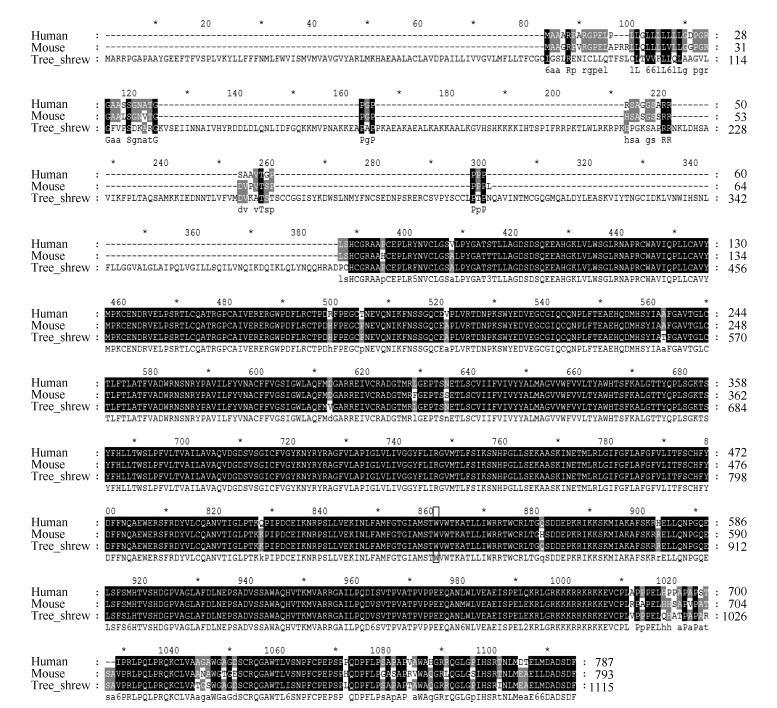 Protein sequence alignment results showed that <italic>Smoothened</italic> (<italic>Smo</italic>) was highly conserved among tree shrews (TSDB Protein sequence: TSDBP00001058), mice (GenBank Accession No: NM_176996.4), and humans (GenBank Accession No: NM_005631.4). The Smoothened A1 site was identical among the three species and is marked by a black frame. Ts: tree shrew.