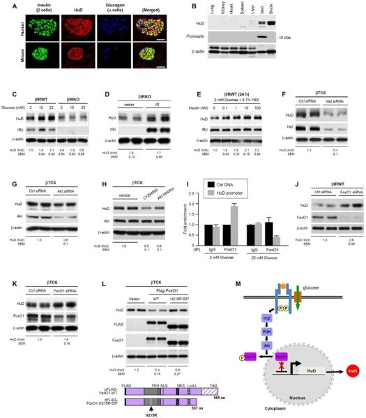 Rna-binding Protein Hud Controls Insulin Translation - Pmc