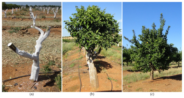 Figure 13