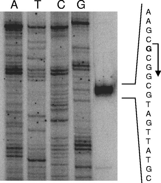 FIG. 4.