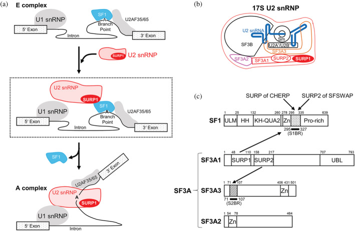 FIGURE 1