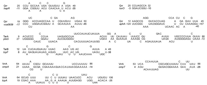 graphic file with name rna-9-392-g3.jpg