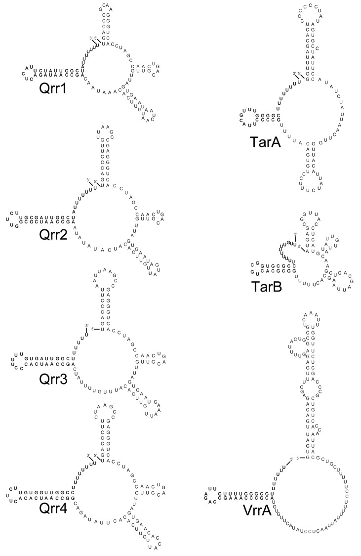 graphic file with name rna-9-392-g2.jpg