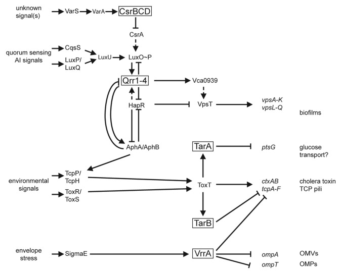 graphic file with name rna-9-392-g1.jpg